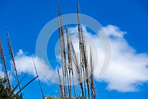 Blue sky and Cortaderia Selloana plant in pampa