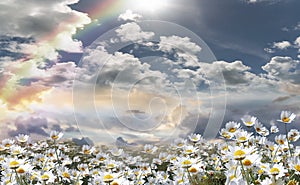 Blue sky dramatic clouds at gold sunset at sea wild flowers daisy field  seascape summer nature landscape sunbeam