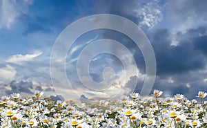 Blue sky dramatic clouds at gold sunset at sea wild flowers daisy field  seascape summer nature landscape sunbeam