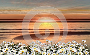 Blue sky dramatic clouds at gold sunset at sea wild flowers daisy field  seascape summer nature landscape sunbeam