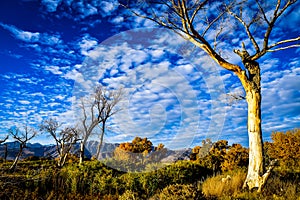 Blue sky with dramatic clouds pattern in mountain valley autumn trees