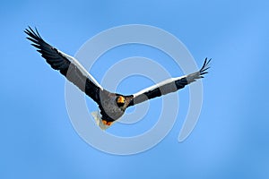 Blue sky and eagle flight. Steller`s sea eagle fly, Haliaeetus pelagicus, bird with blue sky, Hokkaido, Japan. Wildlife action