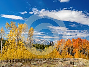 Blue sky and fall colored tree at the Sawtooths of Idaho
