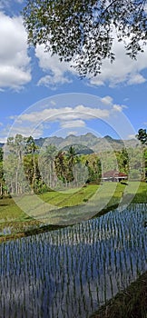 blue sky farmer white clouds