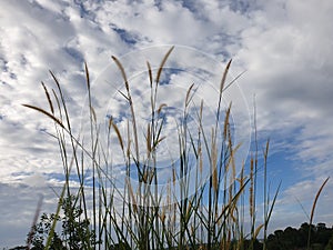 Blue sky feat wind-blow grass