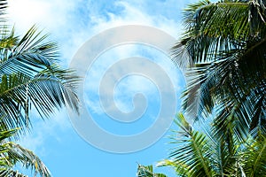 Blue sky with a few clouds and palm trees