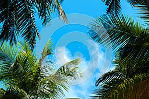 Blue sky with a few clouds and palm trees