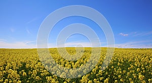 Blue sky and field of blooming yellow flowers