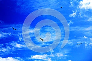 The blue sky with fire cotton clouds and flying eagle of Taiwan`s north coast