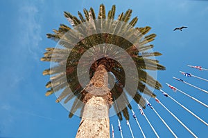 Blue sky and flaying seagull above the big palm tree