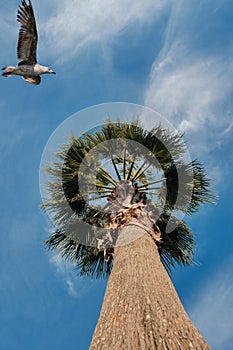 Blue sky and flaying seagull above the palm tree