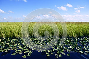 Blue sky in Florida Everglades wetlands