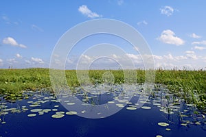 Blue sky in Florida Everglades wetlands green plan