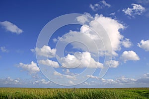 Blue sky in Florida Everglades wetlands green plan