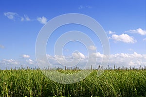 Blue sky in Florida Everglades wetlands green plan