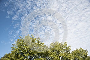 blue sky, fluffy clouds and green leaves tree