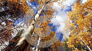 Blue sky in foliage in autumn. Bottom view of tops of trees with orange and red leaves in autumn
