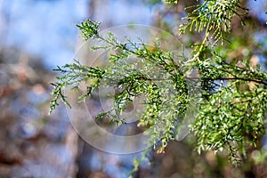 Blue Sky and Forest Background with Green Cedar Tree Branch