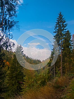 Blue Sky in a Forest in Bavaria during Autumn