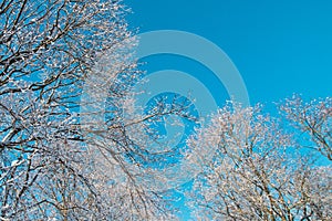 Blue sky, forest tree branch top in snow. Wonderful fairytale Christmas New Year weather. Winter background for