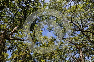 Blue sky through forest tree canopy