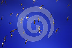 A blue sky full of beautiful birds.