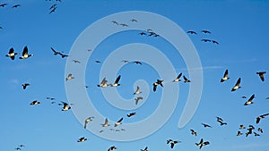 Blue sky full of geese in flight - Branta canadensis