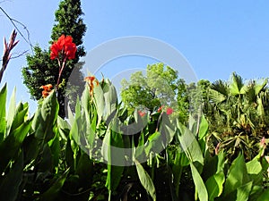 Blue Sky Garden and Canna