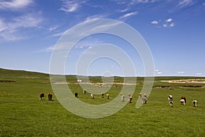 Blue sky and grassland