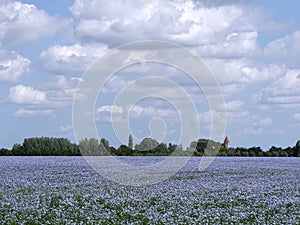 Blue sky with gre-white clouds over blue field of flax flowers