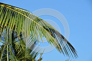 Blue sky with green big palm leaf detail photo