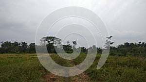 Blue sky green field tree in the distances cloudy weather