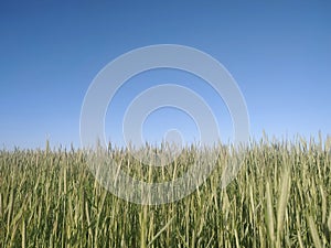 Blue sky and green field of wheat.  Horizon, agriculture