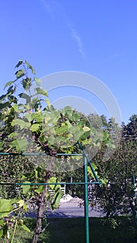 Blue sky. Green forest and fence and gray road. Iron rods and green grape.