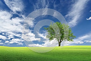 Blue sky green grass  wild field and tree on horizon  nature landscape