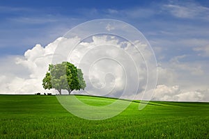 Blue sky green grass  wild field and tree on horizon  nature landscape