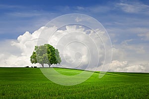 blue sky green grass  wild field and tree on horizon  nature landscape