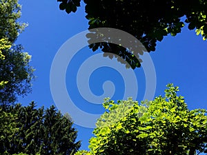 Blue sky and green leaves