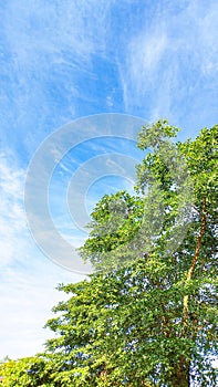 blue sky and green leaves in the morning. Beautiful sky as background