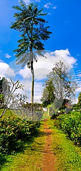 Blue Sky with Green Plants