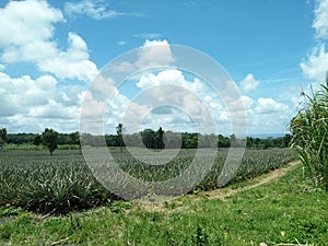 Blue sky, green, threes, cloud