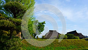 Blue sky, green tree, vintage roof. Asian landscape