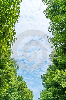 Blue sky and green trees