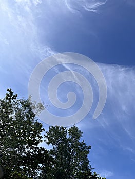 Blue sky and green trees