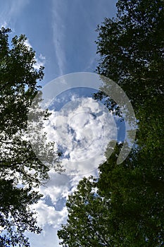 The sky with clouds among the trees