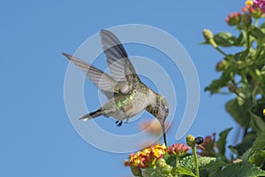 Blue Sky, Lantana and a Hummingbird photo