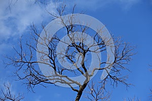 Blue sky and leafless branch of black locust