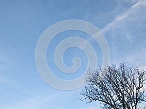 Blue sky with a leafless tree. Serene atmosphere.