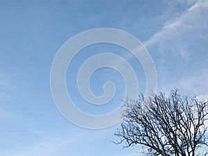 Blue sky with a leafless tree. Serene atmosphere. photo