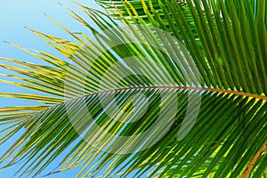 Blue sky and leaves of coconut palm tree Summer vacation concept